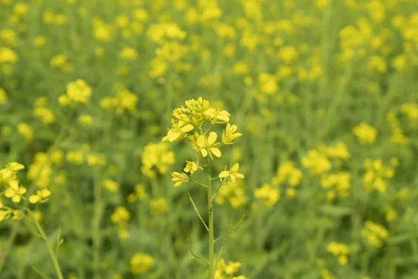 Beautiful mustard flowers blossoms in the field, closeup of photo.