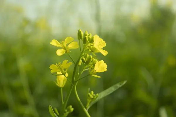 Beautiful mustard flower blossoms in the field, closeup of yellow flowers