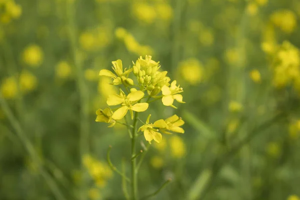 Mustard flower blossoms in a field, close-up of flowers