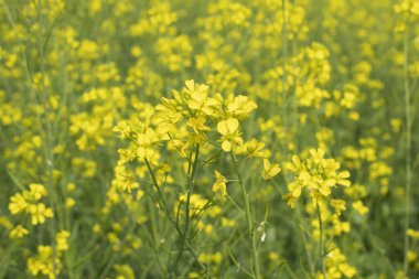 Tecavüz bir tarlada çiçek açıyor, fotoğrafa yakın çekim.