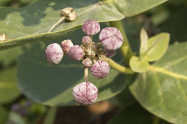 Crown Flower ya da Indian Milkweed, Calotropis dev çayına yakın.