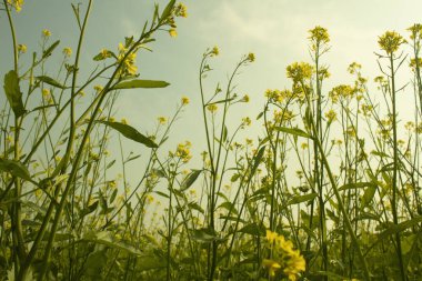 Güzel hardal çiçekleri mavi gökyüzü arka planıyla tarlada çiçek açar..