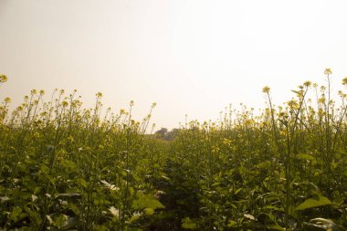 Hardal çiçekleri gün batımında tarlada çiçek açar.