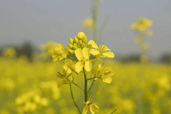 Mustard flower blossoms in the field, close-up of yellow flowers