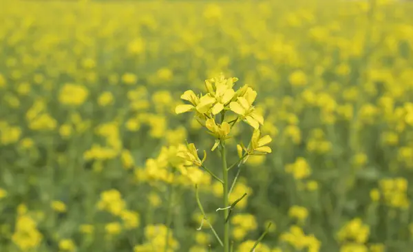 Mustard flower blossoms in full bloom in the field. Selective focus.