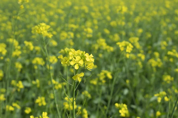 stock image Rape blossoms in the field, close-up. Selective focus.