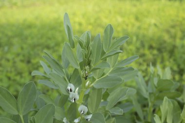 Tarlada büyüyen geniş fasulye (Vicia faba).