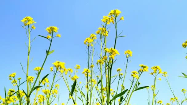 Campo Flores Mostarda Cores Amarelas Lindo Dia Inverno Com Céu — Vídeo de Stock