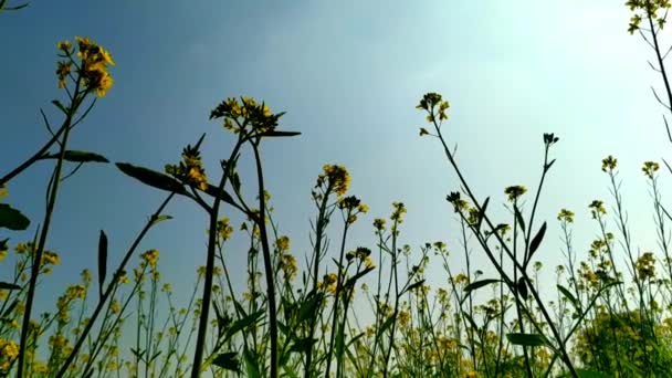 Mustard Flowers Blooming Field Sunny Day — Stock Video