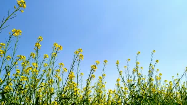 Mustard Flower Field Yellow Colors Lovely Winter Day Blue Sky — Stock Video