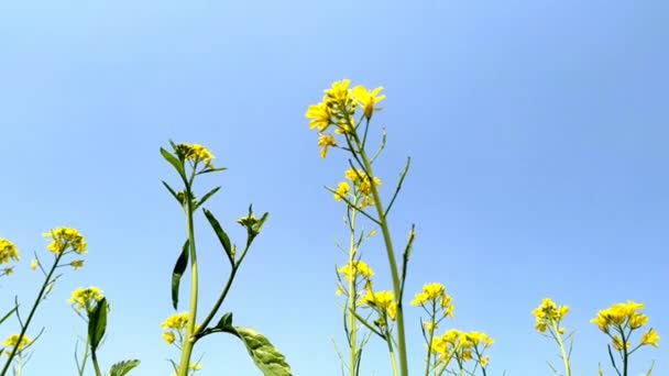 Yellow Blooming Mustard Field Mustard Agricultural Field Close Blooming Mustard — Stock Video