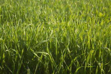 Yeşil buğday çim arka planı. Tarladaki yeşil buğday çimlerini kapatın..