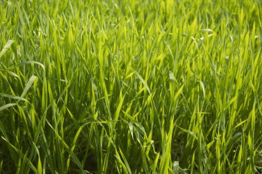 Yeşil buğday çim arka planı. Tarladaki taze yeşil buğday çimlerini kapatın.