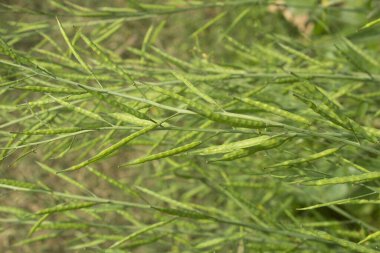 Sahada bir sürü yeşil hardal kabuğu var.