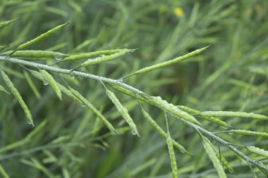 Üzerinde çiy damlaları olan yeşil hardal kabuğu, fotoğrafın yakın çekimi.
