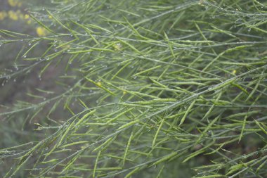 Yeşil hardal kabuğundaki çiğ damlacıkları geceden sonra tarlada.