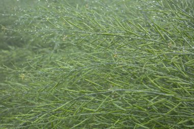 Sabah çiğ damlaları olan yeşil hardal kabuğu arkaplanı. Doğal arkaplan.