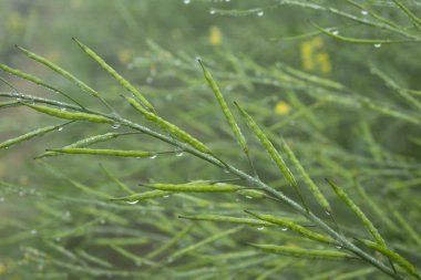 Yeşil hardal kabuğuna çiy damlaları düşer, manzarayı kapatır..