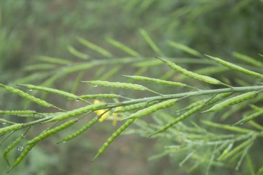 Üzerinde çiy damlası olan taze yeşil hardal kabuğunu kapat.