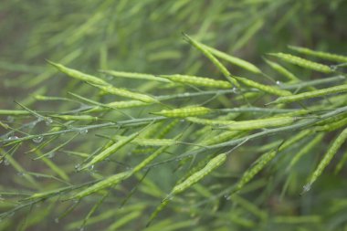 Üzerinde çiy damlaları olan yeşil hardal tanesinin yakın çekimi..