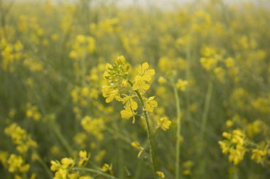 Bir tarlada çiğ damlaları ile hardal çiçekleri açar, fotoğrafın yakın çekimi..