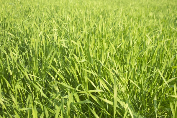 Green wheat grass in the field, close-up. Nature background.
