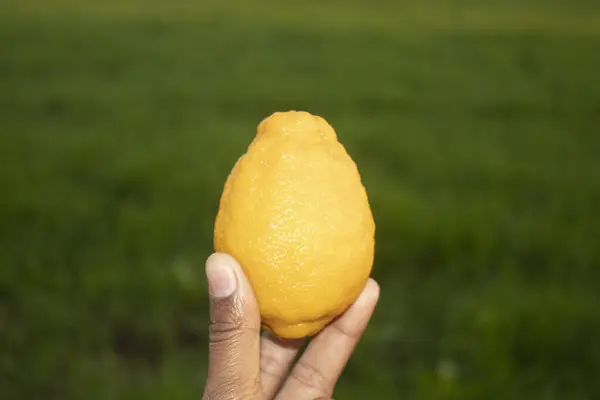 Female hand holding a lemon on the background of a green field.