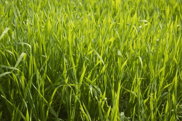 Green wheat grass background. Close up of fresh green wheat grass in the field