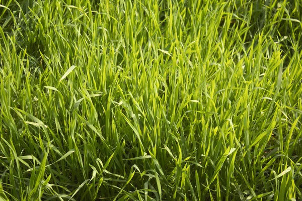 Green wheat grass background. Closeup of green wheat grass in the field.