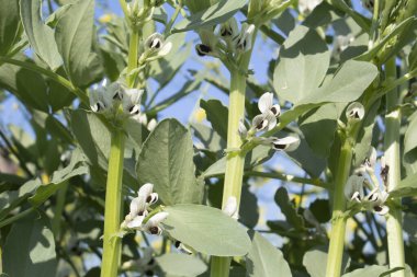 Tarlada büyüyen geniş fasulye (Vicia faba).