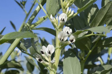 Geniş fasulye (Vicia faba) tarlada yetişir..