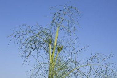 Mavi gökyüzü arka planına sahip rezene fabrikası, fotoğrafa yakın çekim