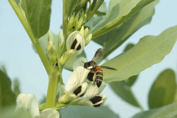 Honey bee collecting nectar from a white flower of a broad bean