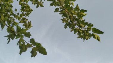 Dut ağaçları mavi gökyüzünde arka planda yaz güneşinin altında, yukarıdan manzaralı. Yeşil dut yaprakları köyde ılık rüzgarda sallanıyor.