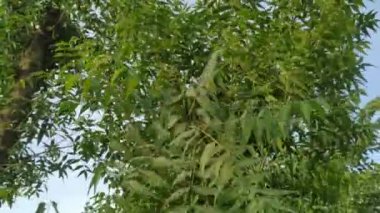Mavi bahar gökyüzü ve taze yeşil Neem (Azadirachta indica) ağaçlar rüzgarda sallanıyor.