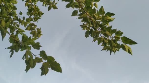 Mulberry Trees Blue Sky Backlit Summer Sunlight Bottom View Green — Stock Video