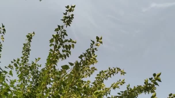 Mulberry Green Leaves Moving Wind Organic Natural Border Copy Space — Stock Video