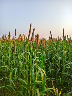 Milletler (Bajra) ekin tarlaları, fotoğraflara yakın çekim