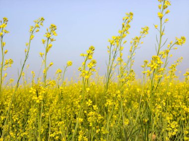 Yellow rape field in winter time, closeup of photo with selective focus clipart