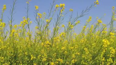 Bahar mavisi gökyüzüne karşı hardal çiçeklerini (Brassica napus) kapatın. Rüzgarda sallanan güzel hardal çiçekleri. 4K görüntü