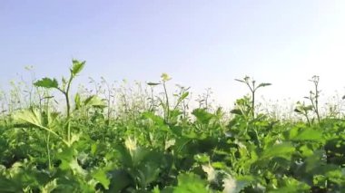 Mavi gökyüzü ile tarlada büyüyen tecavüz çiçekleri. Hardal çiçekleri rüzgarda sallanıyor. 4k görüntü