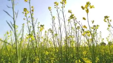 Arka planda çiçek açan hardal çiçekleri olan tarım arazisi. Rüzgarda sallanan hardal çiçekleri. 4k Görüntü