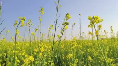 Mavi gökyüzünde büyük bir hardal tarlası. Rüzgarda sallanan hardal çiçekleri. 4K Görüntü