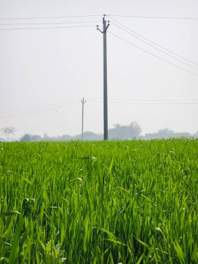 İnanılmaz yeşil buğday bitkileri sabah elektrik direği ve yeşil çimlerle.