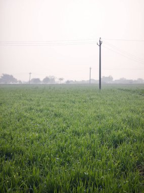 sisli bir sabahta tarla, sığ alan derinliğine dikkat edin.