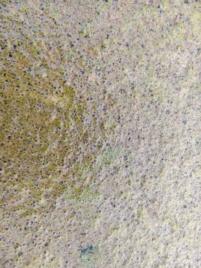 Yosun köpüklü bir gölette suyun üstüne yerleşti.