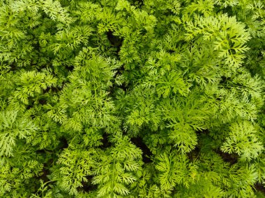 Green leaves of carrot in the vegetable garden. Top view. Natural background. clipart