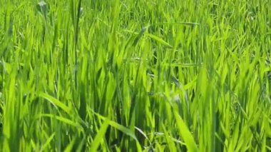 Tarladaki taze buğday bitkileri rüzgârla savruluyor. Küçük buğday bitkilerinin inanılmaz manzarası