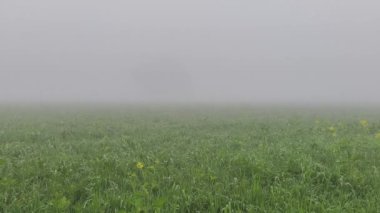 Sahada sisli bir sabah. Tarlada sis, şafaktan önce yeşil buğday bitkilerinin güzel doğa manzarası. İnanılmaz manzara manzarası