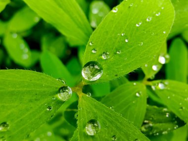 Su yeşil yapraklara damlıyor. Su yeşil yaprağa düşer. Doğa geçmişi. Sığ alan derinliği.